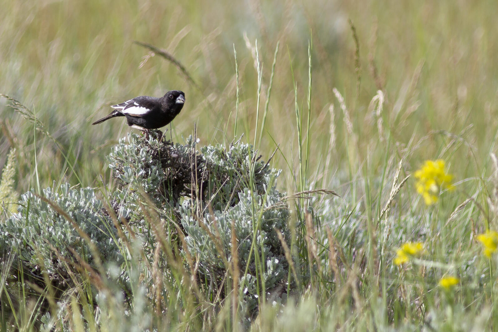 Lark Bunting