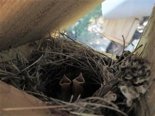 Lucy Warbler babies in a nest box.