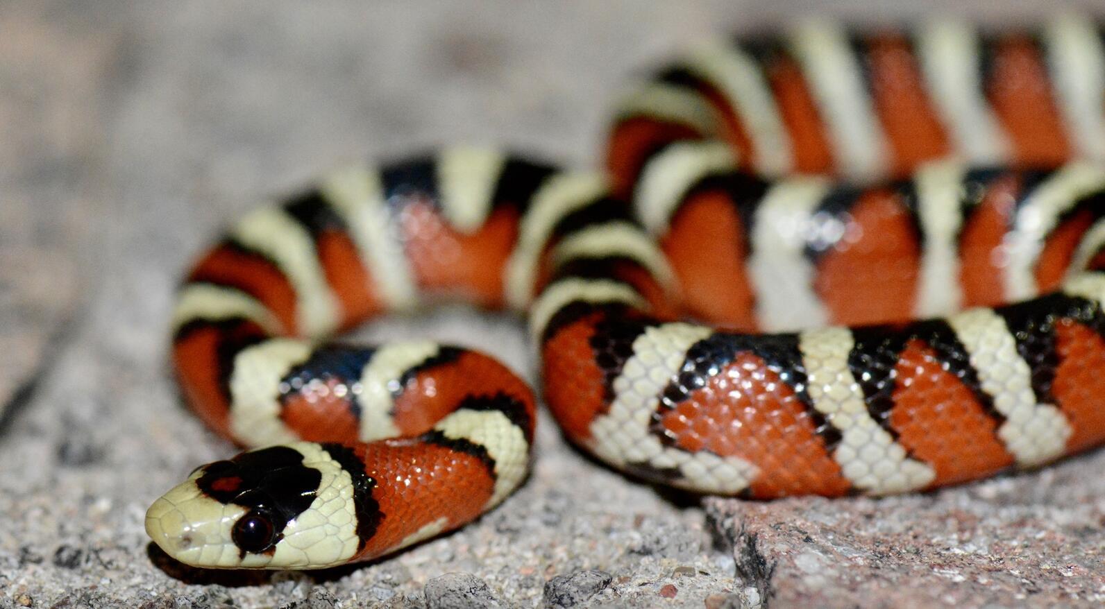 Madrean Mountain Kingsnake