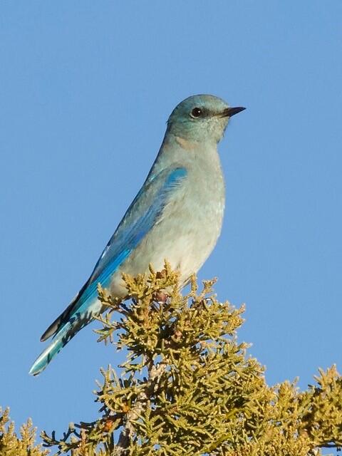 Mountain Bluebird