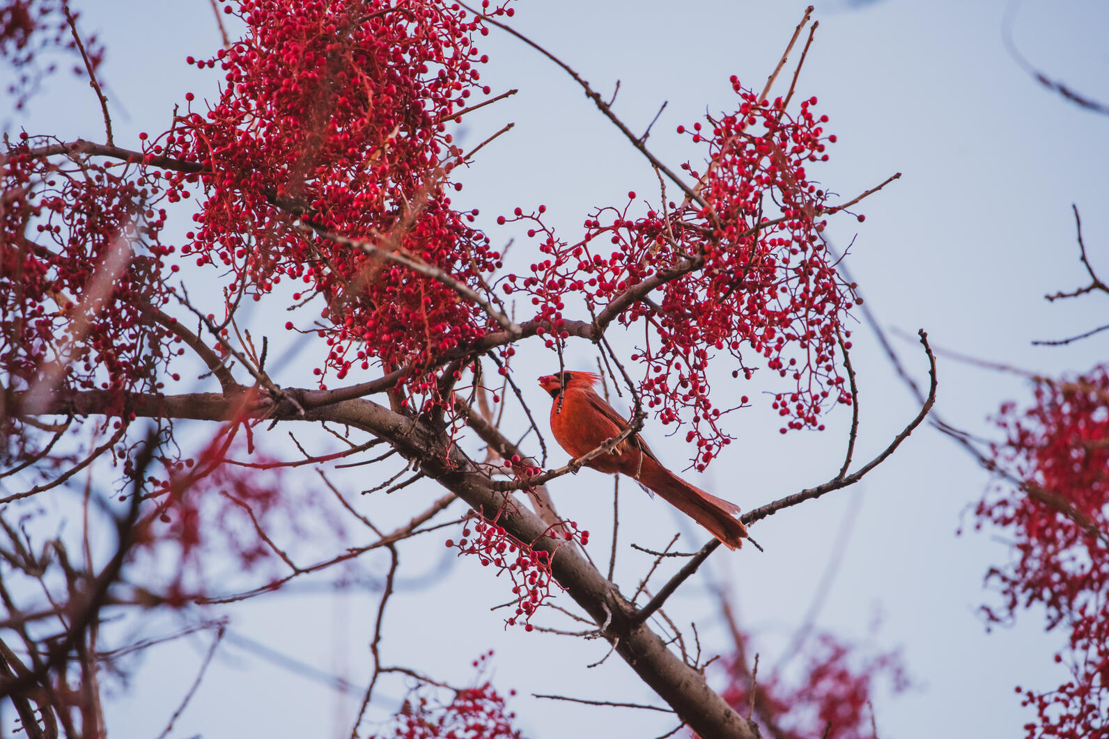 Northern Cardinal perrech on a tree branch