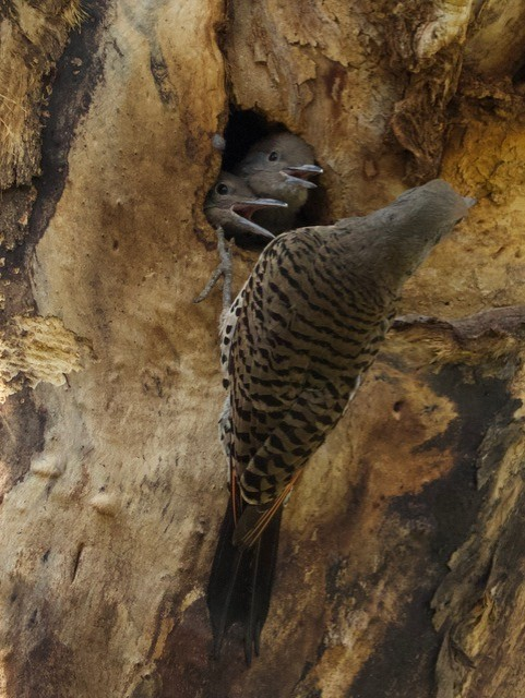 An adult Northern Flicker visits its chicks who are eagerly peeking out from their cavity nest. 