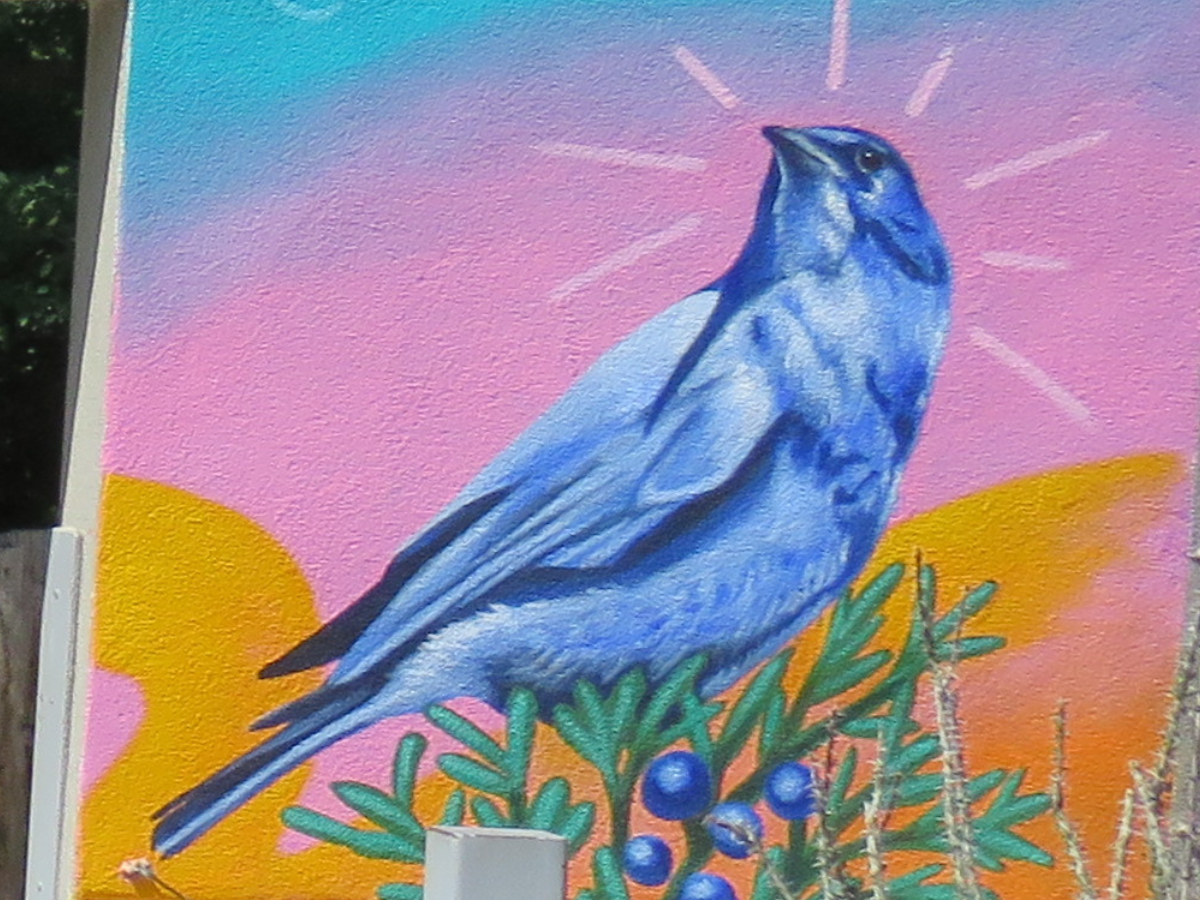 Pinyon Jay Pinyon Jay