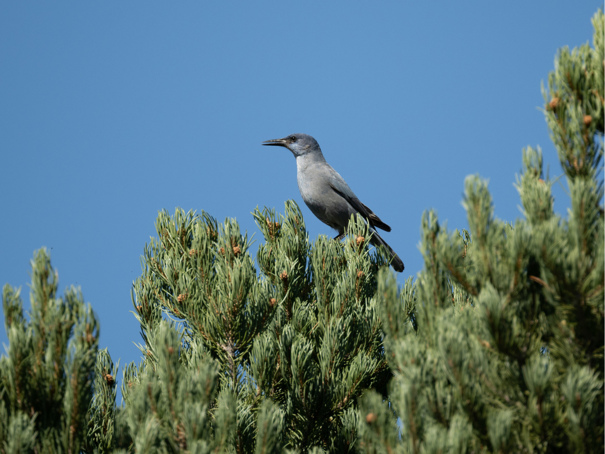 Pinyon Jay on Pinyon Pine (Pinus edulis) in Yavapai County, Arizona Pinyon Jay on Pinyon Pine (Pinus edulis) in Yavapai County, Arizona