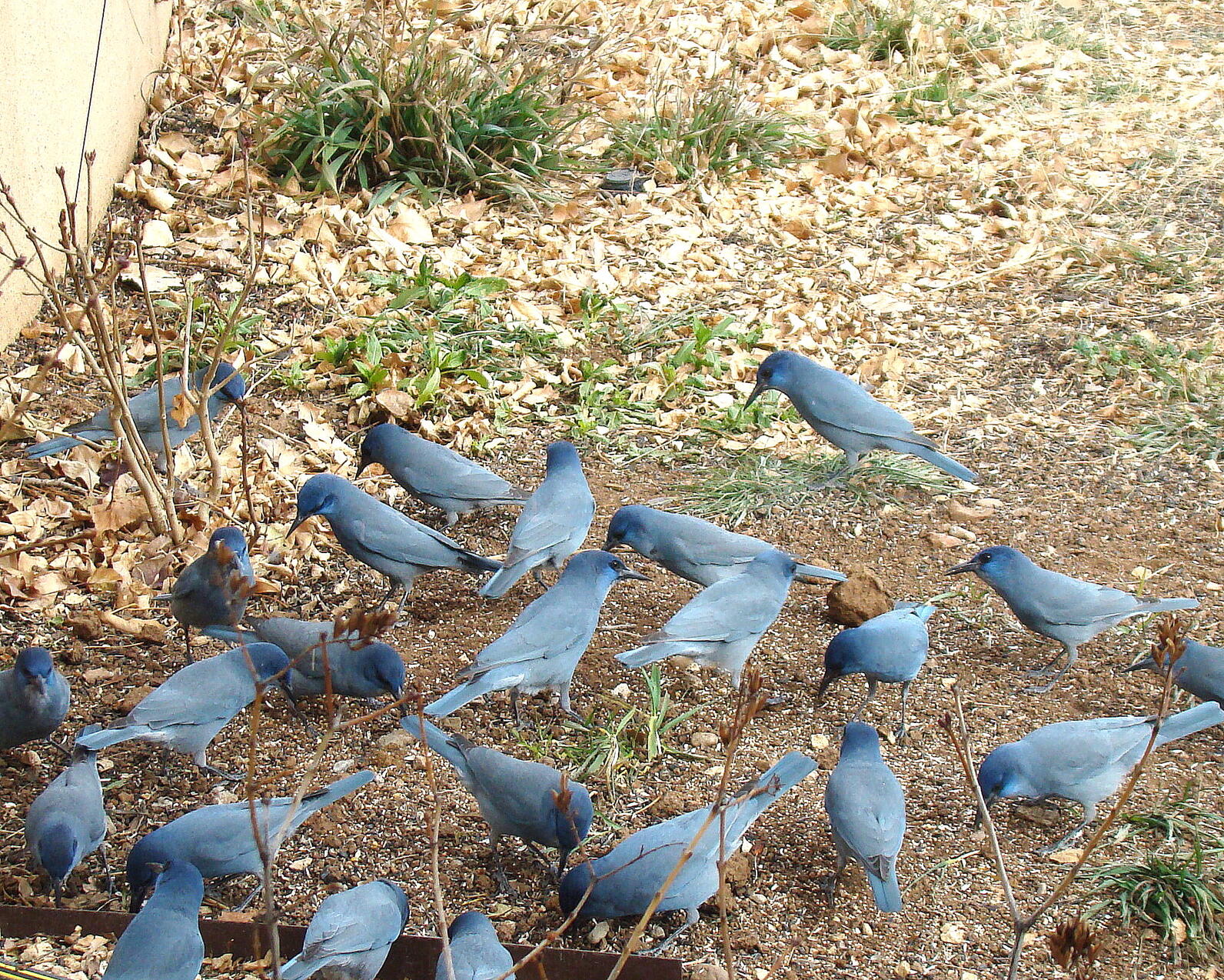 flock of Pinyon Jays