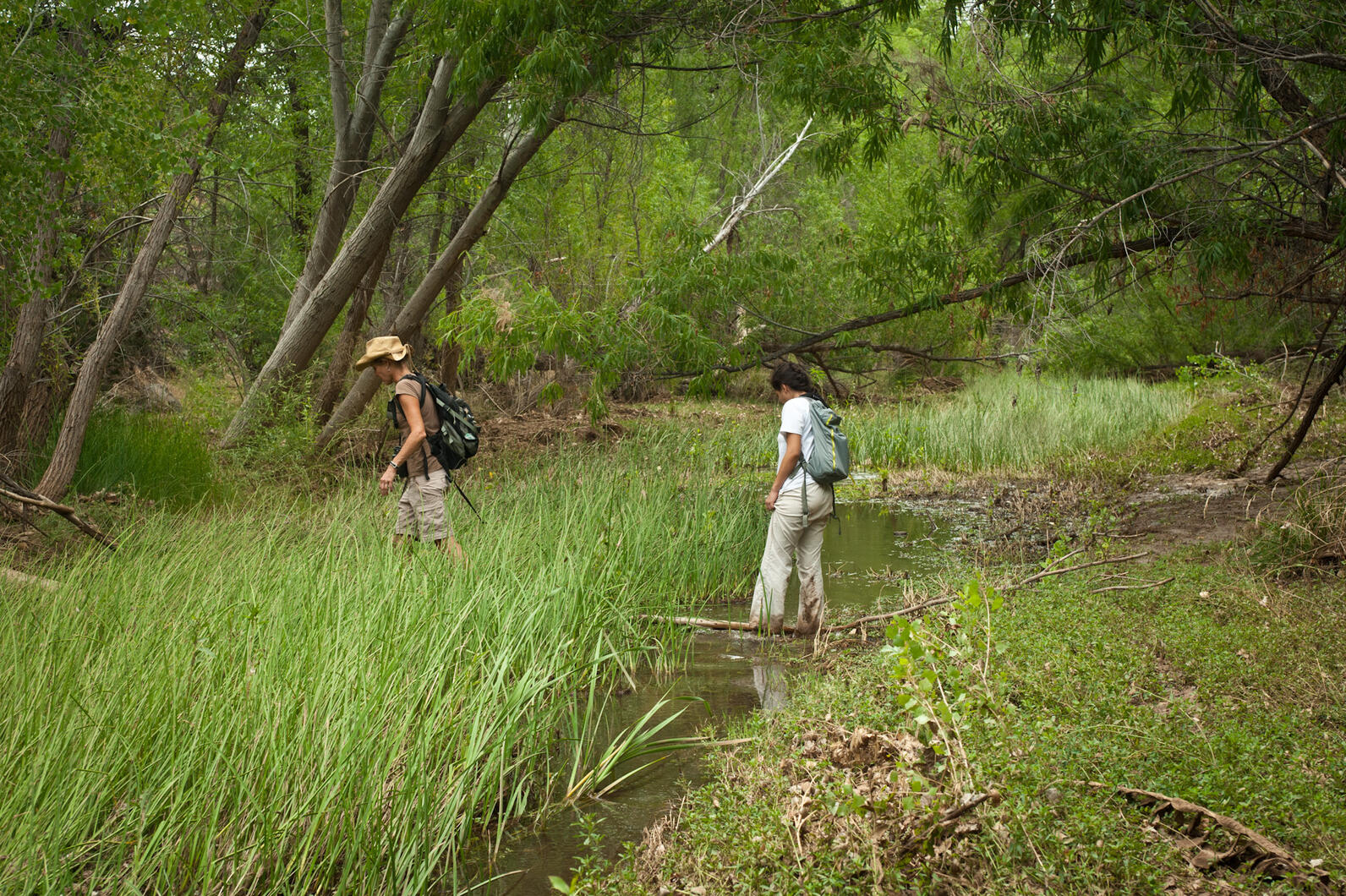 Audubon staff and interns survey for birds in cottonwoods and willows along the Agua Fria River.