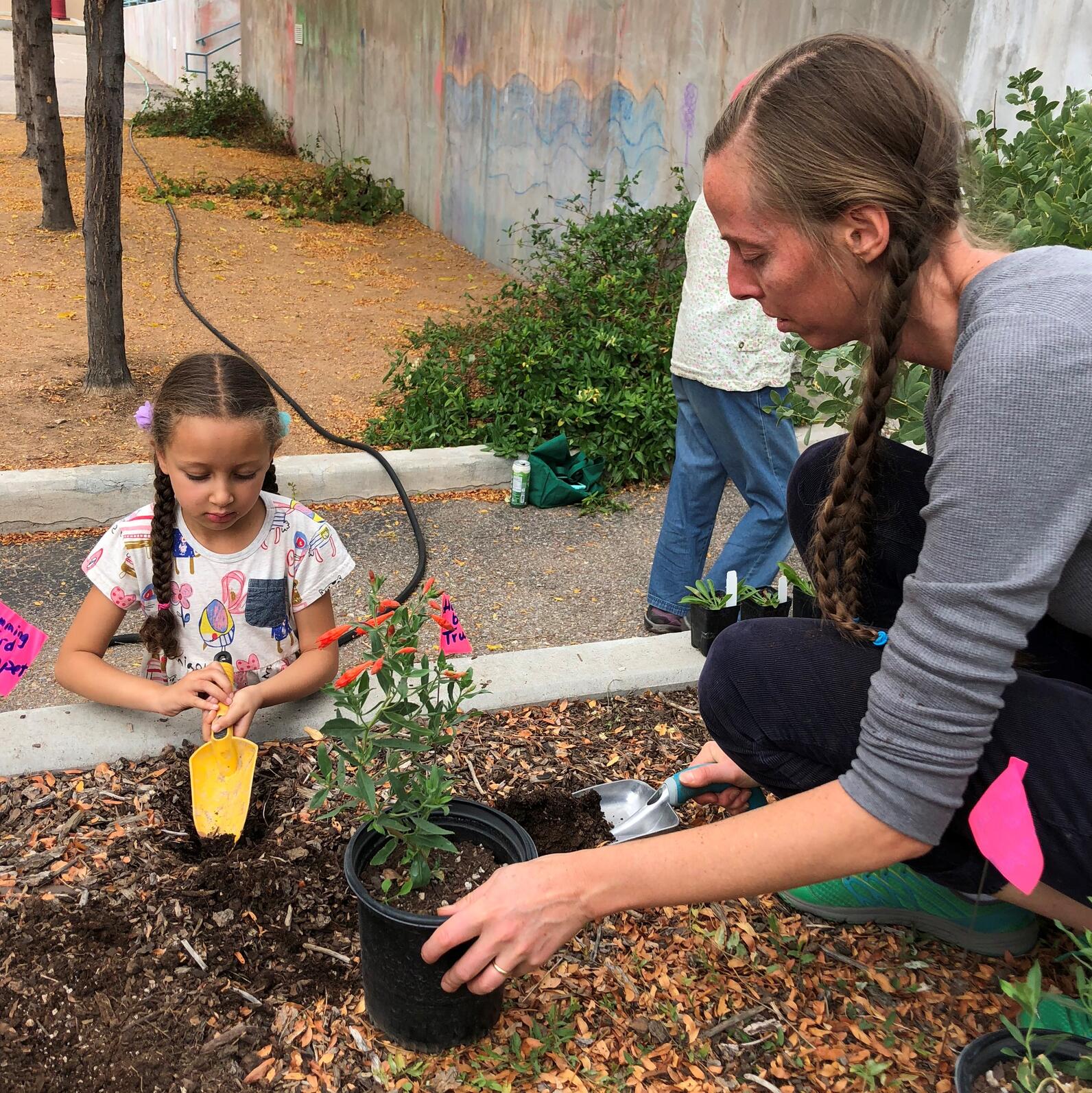 Planting native plants for birds