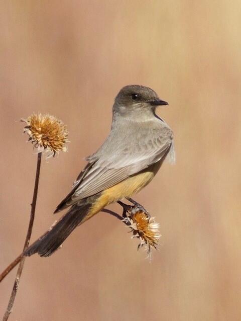 Say's Phoebe