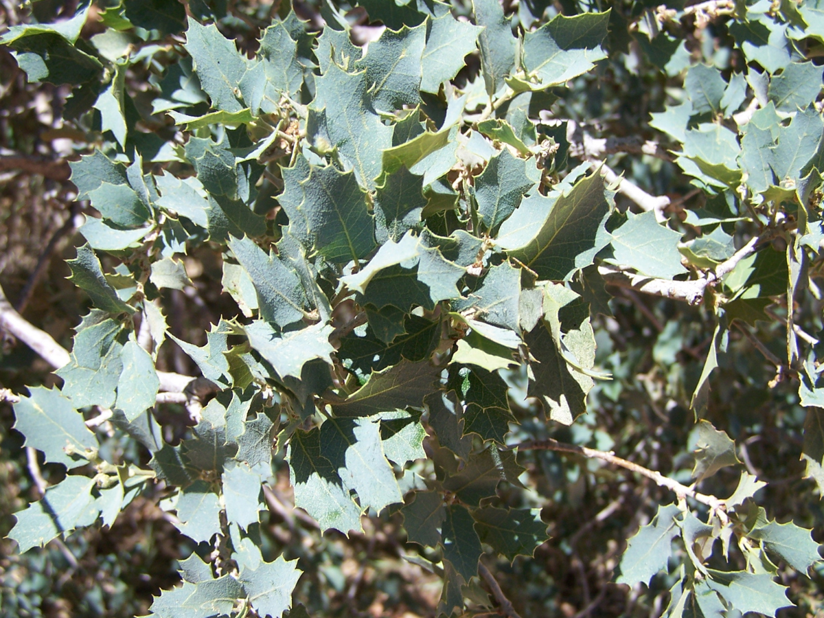 Scrub Oak (Quercus turbinella) Scrub Oak (Quercus turbinella)