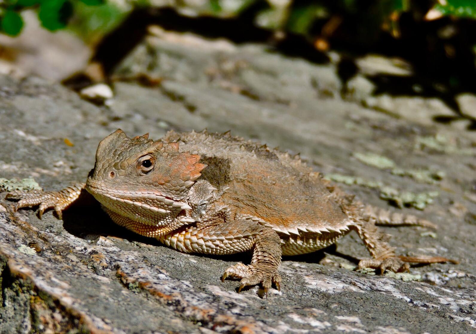 Short Horned Lizard