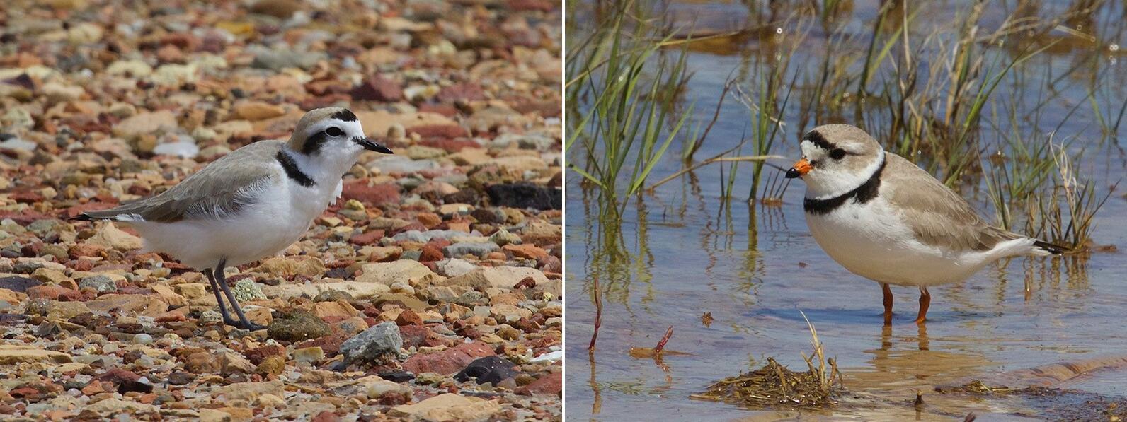Snowy Plover left, Piping Plover right