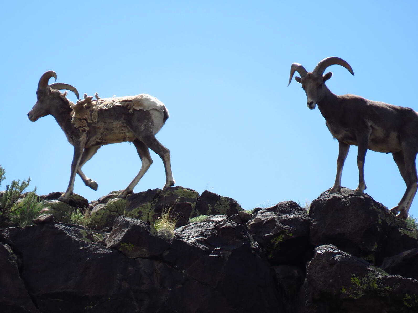 Bighorn Sheep