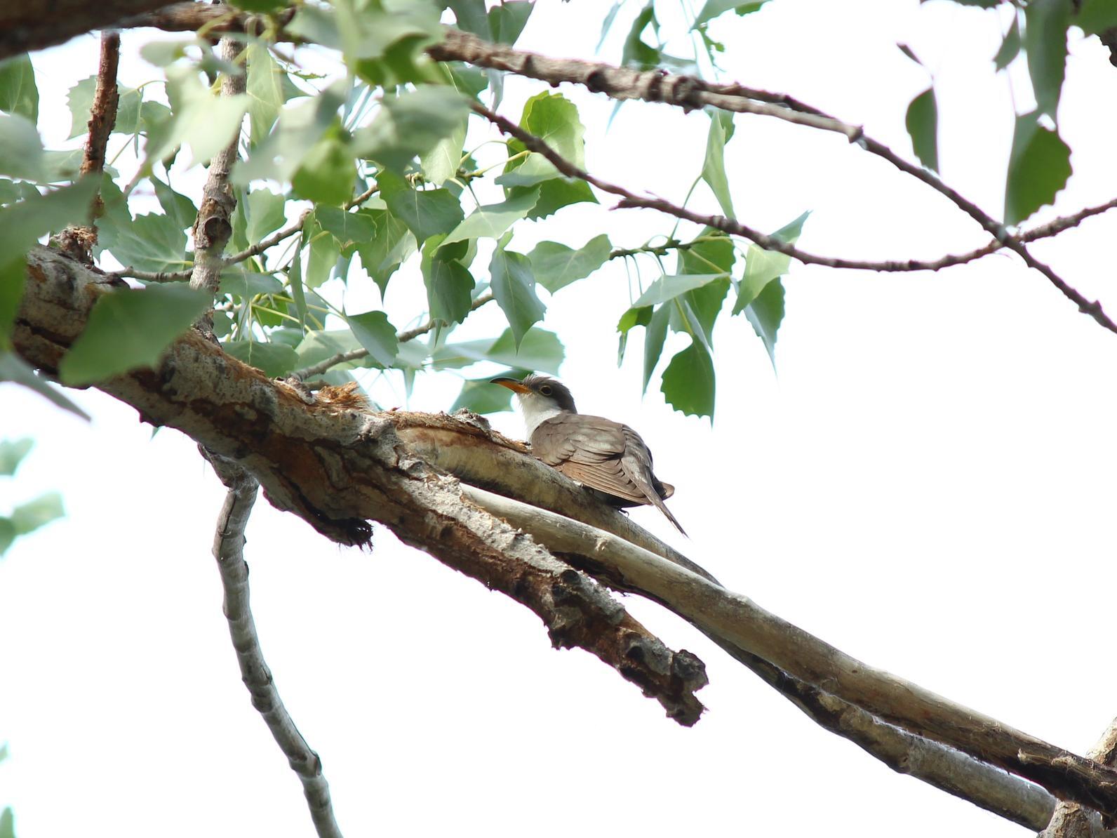 A Western Yellow-billed Cuckoo perches above the viewer on a leafy branch.