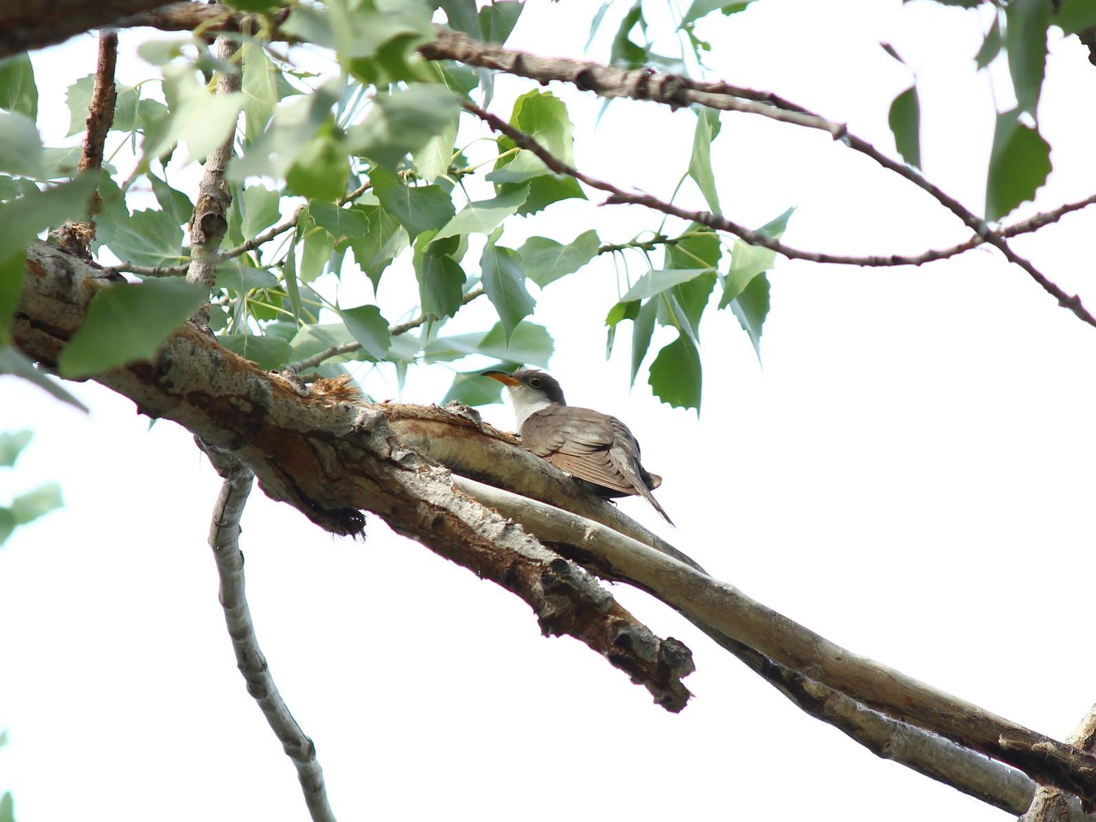 A Western Yellow-billed Cuckoo perches above the viewer on a leafy branch. A Western Yellow-billed Cuckoo perches above the viewer on a leafy branch.