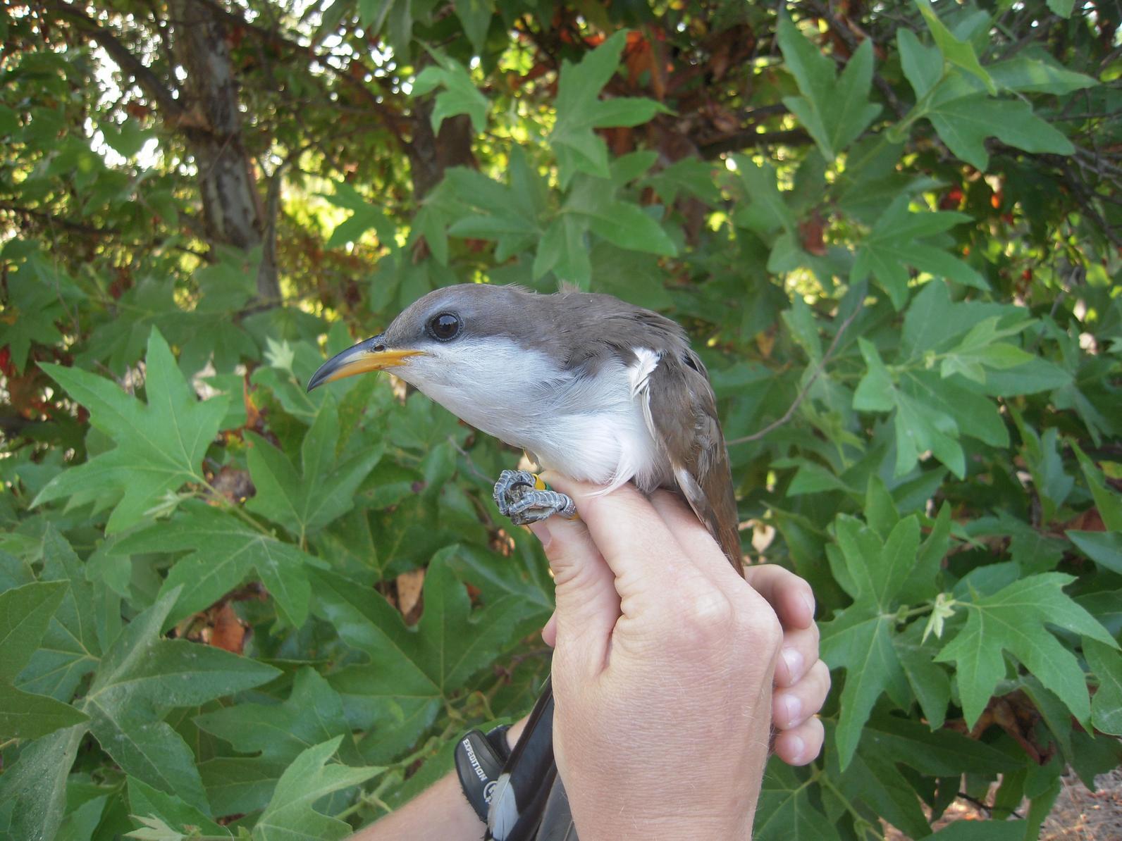 A Western Yellow-billed Cuckoo in a hand. A Western Yellow-billed Cuckoo in a hand.