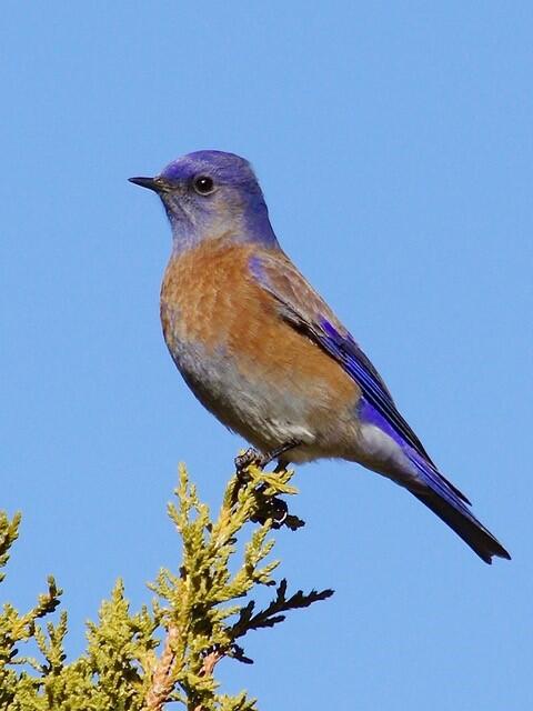 Western Bluebird