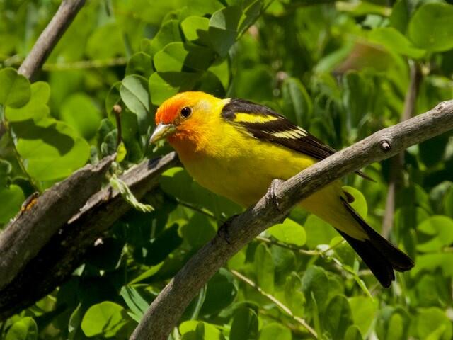 Western Tanager