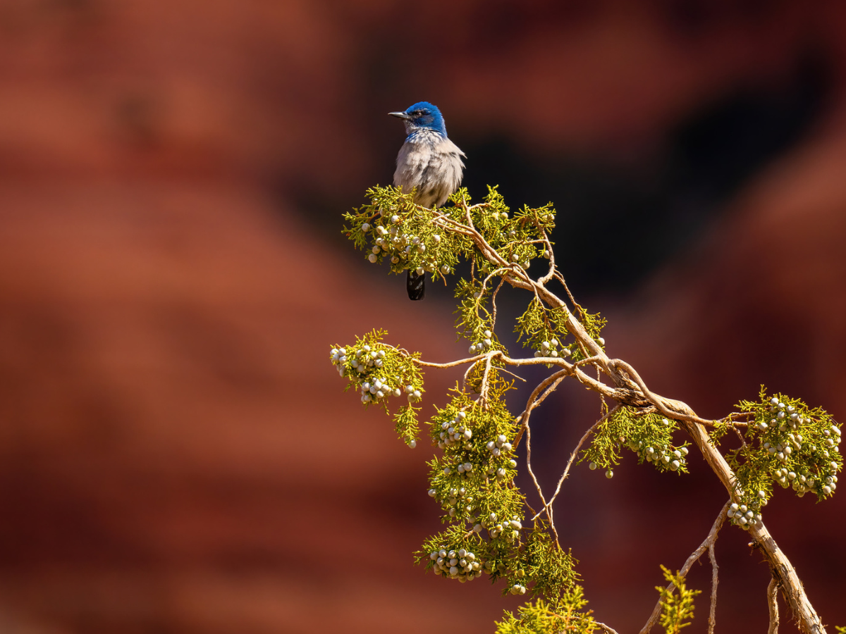 Woodhouse’s Scrub-Jay on a Utah Juniper (Juniperus osteosperma) in Coconino National Forest, Arizona. Woodhouse’s Scrub-Jay on a Utah Juniper (Juniperus osteosperma) in Coconino National Forest, Arizona.
