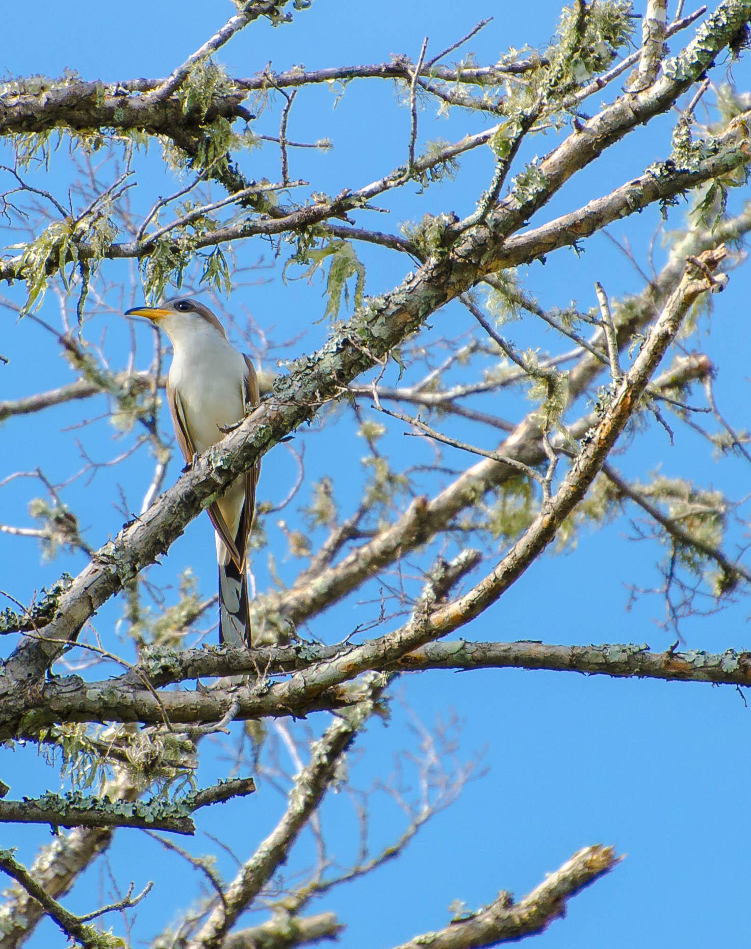 A Western Yellow-billed Cuckoo perches on a diaganol, lichen-covered branch against blue skies.