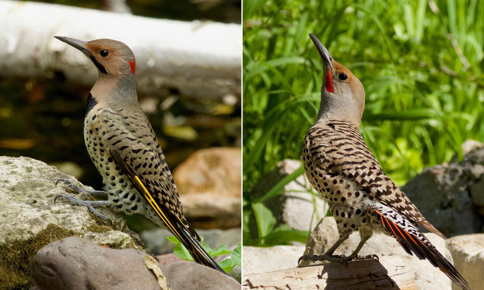 Yellow-shafted Flicker left, Red-shafted Flicker right