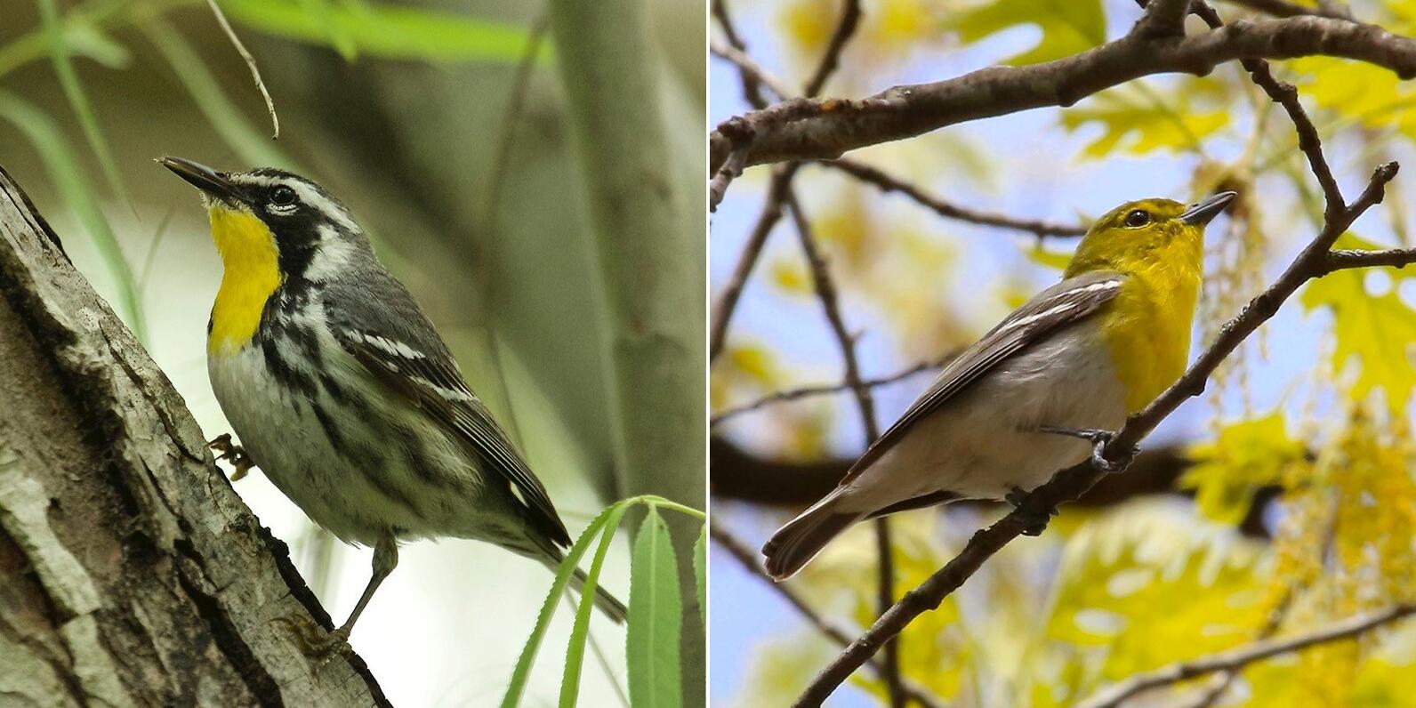 Yellow-throated Warbler left, Yellow-throated Vireo right