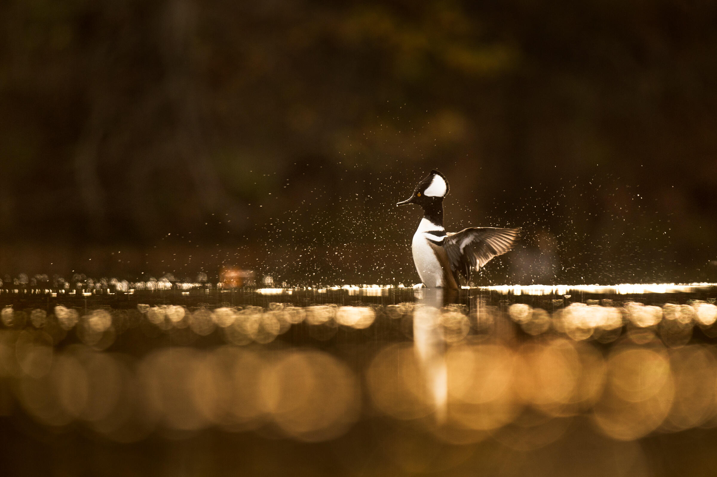 Hooded Merganser Hooded Merganser