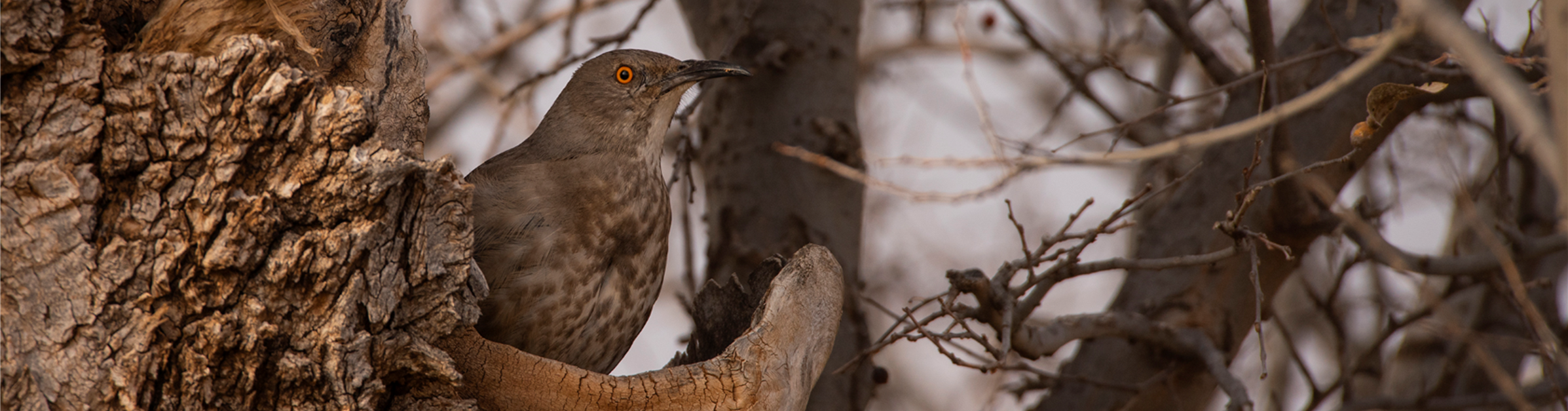 A Curve-billed Thrasher, a brownish-gray bird with a long tail, long, curved bill, and orange eye perches against a tree trunk.