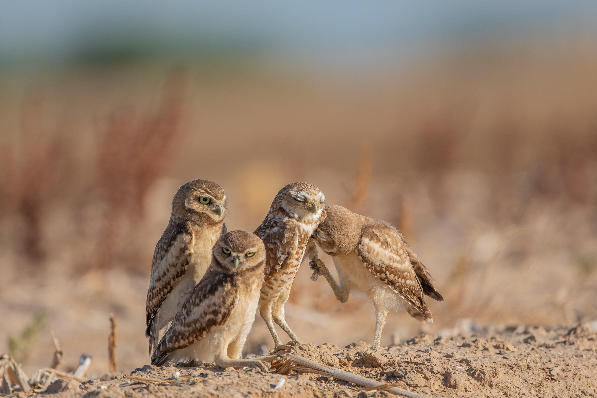 A group of burrowing owls huddles together in a field.