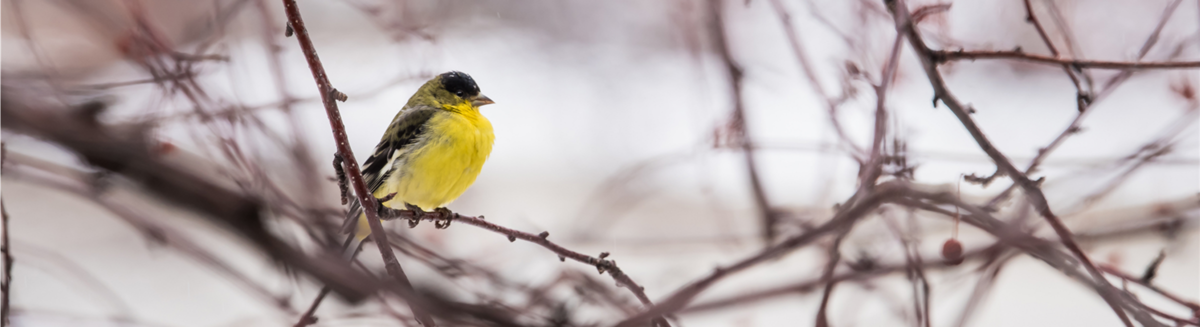 A Lesser Goldfinch, a small, black and yellow bird, perches on a bare branch against a snowy backdrop.