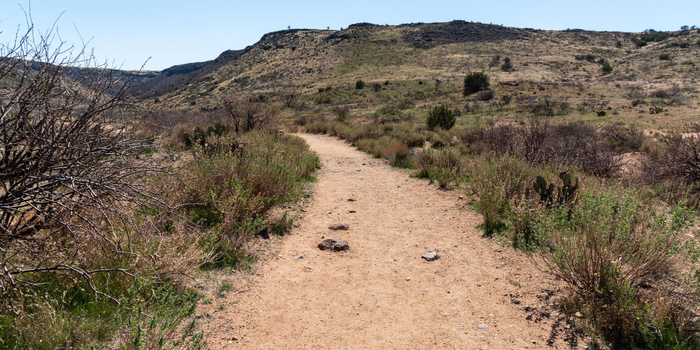 A packed dirt trail stretches evenly through a lush desert landscape on a clear, sunny day.