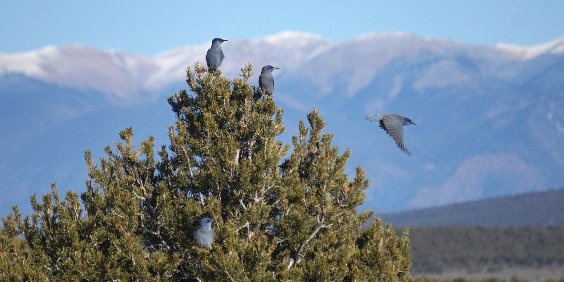 A group of Pinyon Jays, blue birds with grayish bodies, perch and take off from what is probably a pinon tree, with snow-capped mountains in the distance.