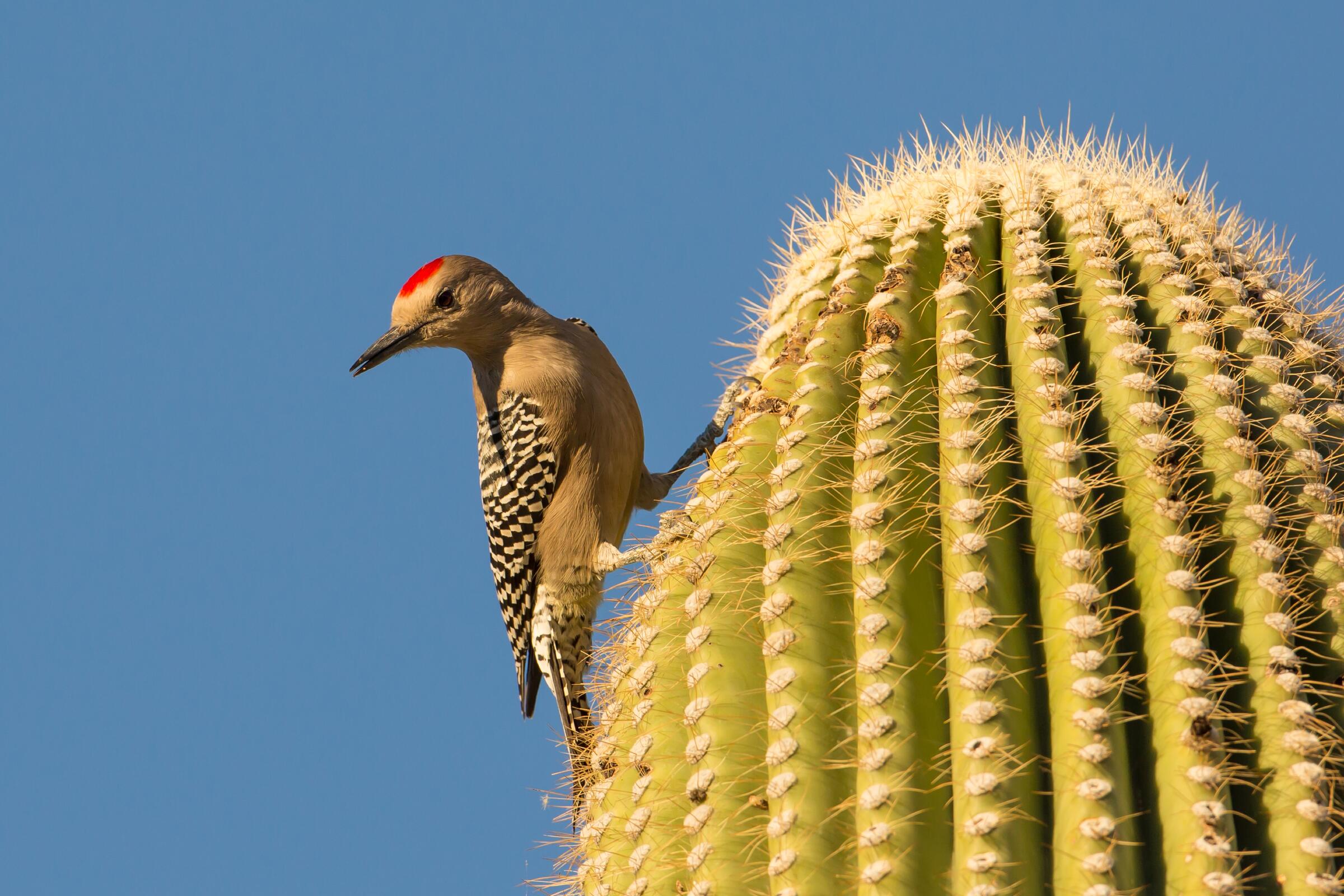 A Gila Woodpecker shows off its red cap from atop a Saguaro cactus against clear blue skies.