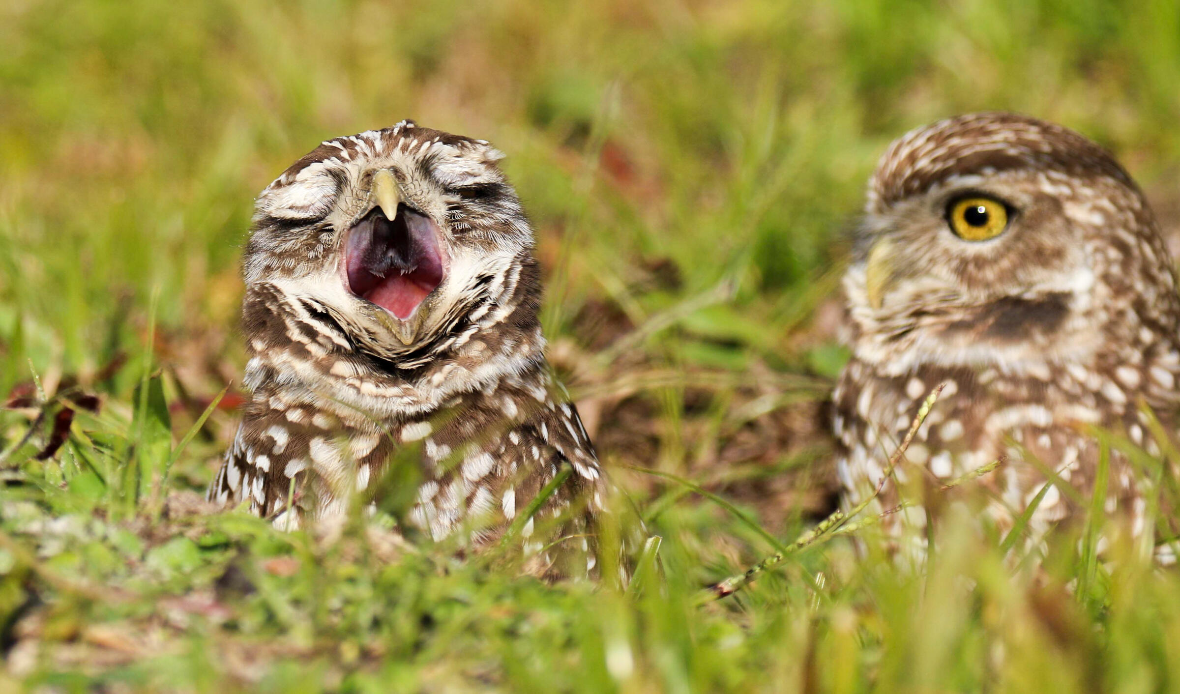 A Burrowing Owl, eyes squeezed shut, yawns as its more alert partner looks on, both peaking out from a grassy burrow.