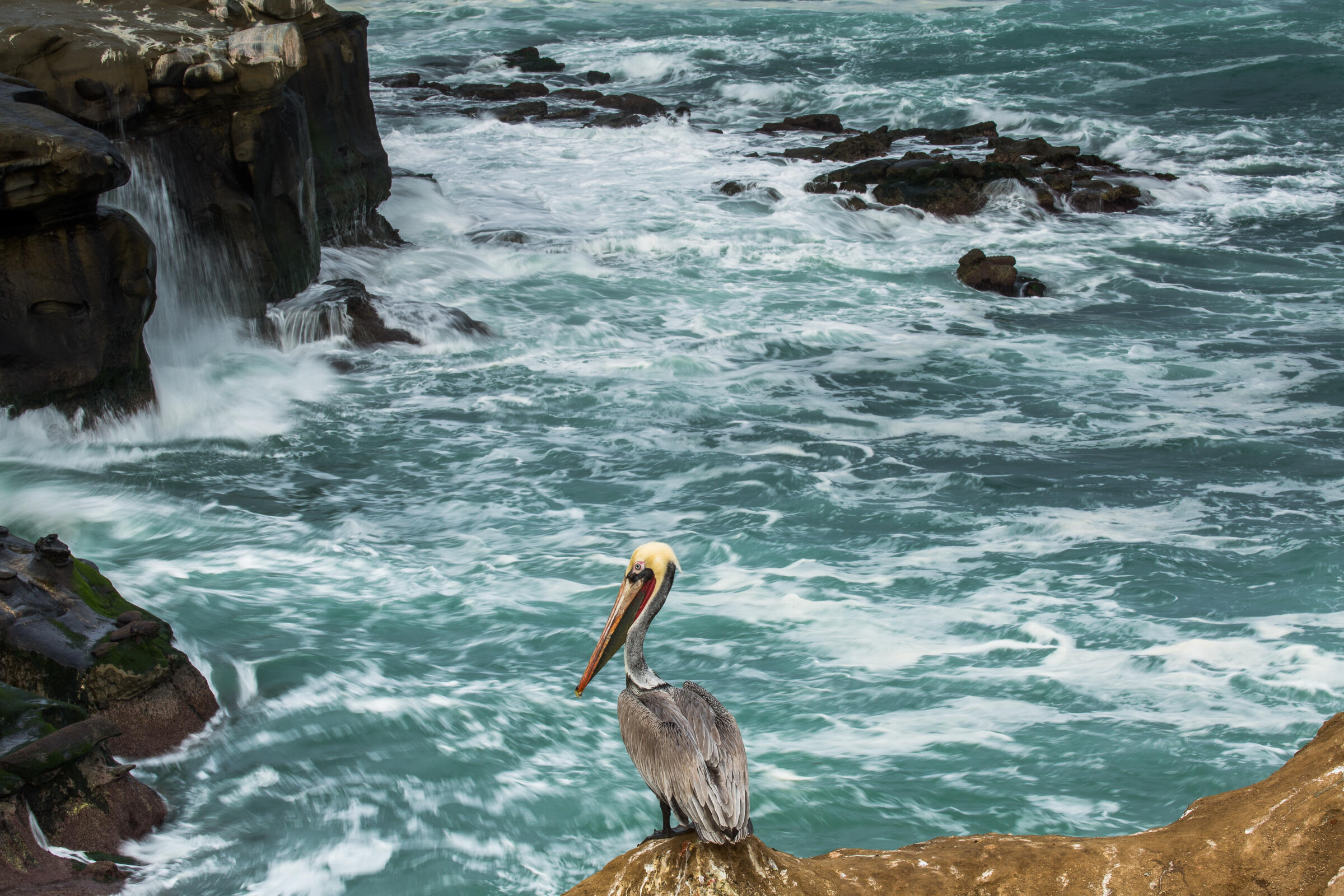 Brown Pelican on a rocky shore