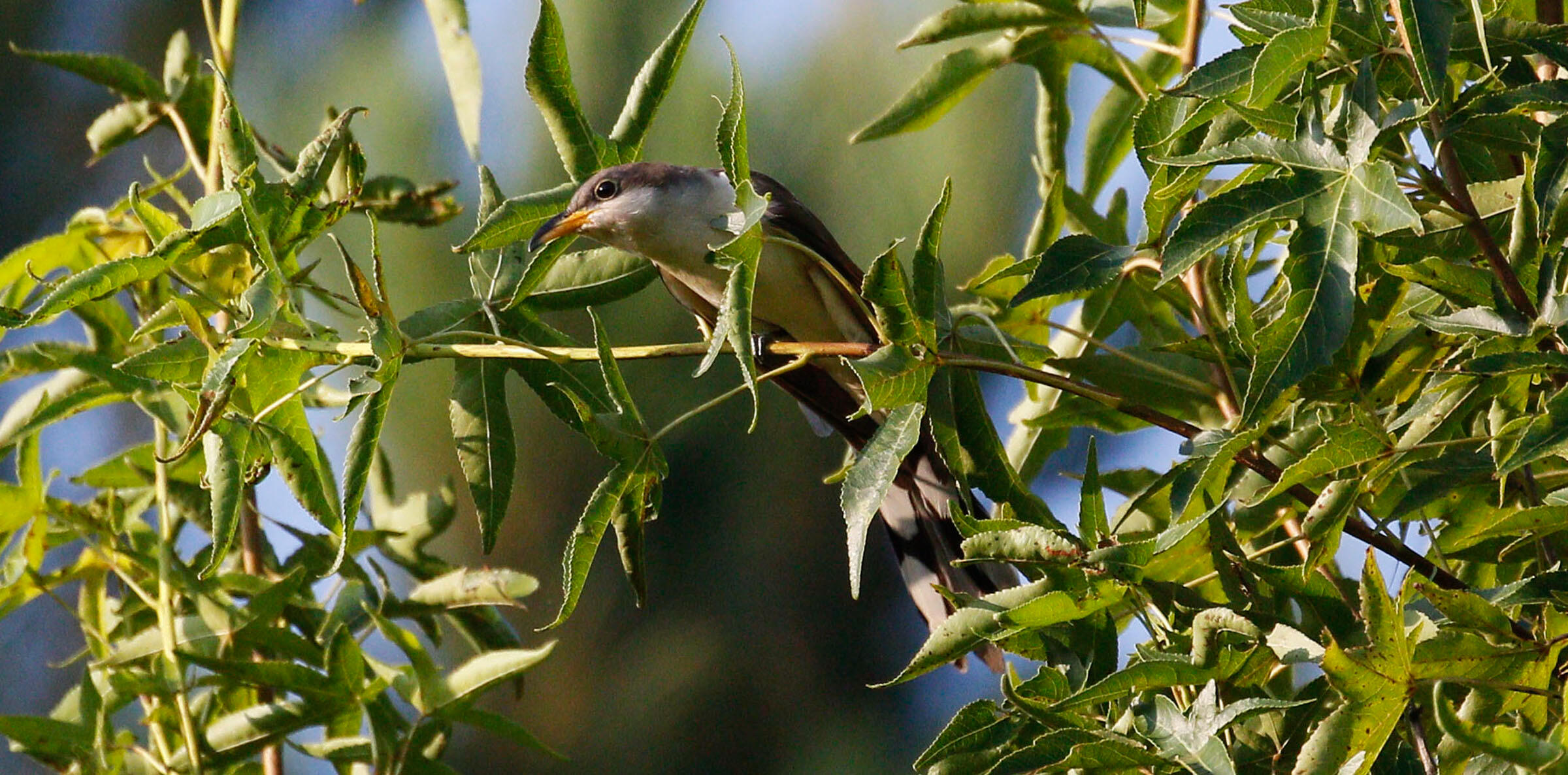 A Yellow-billed Cuckoo perches on a horizontal branch, its yellow eye-ring visible as it seemingly peers at the camera.