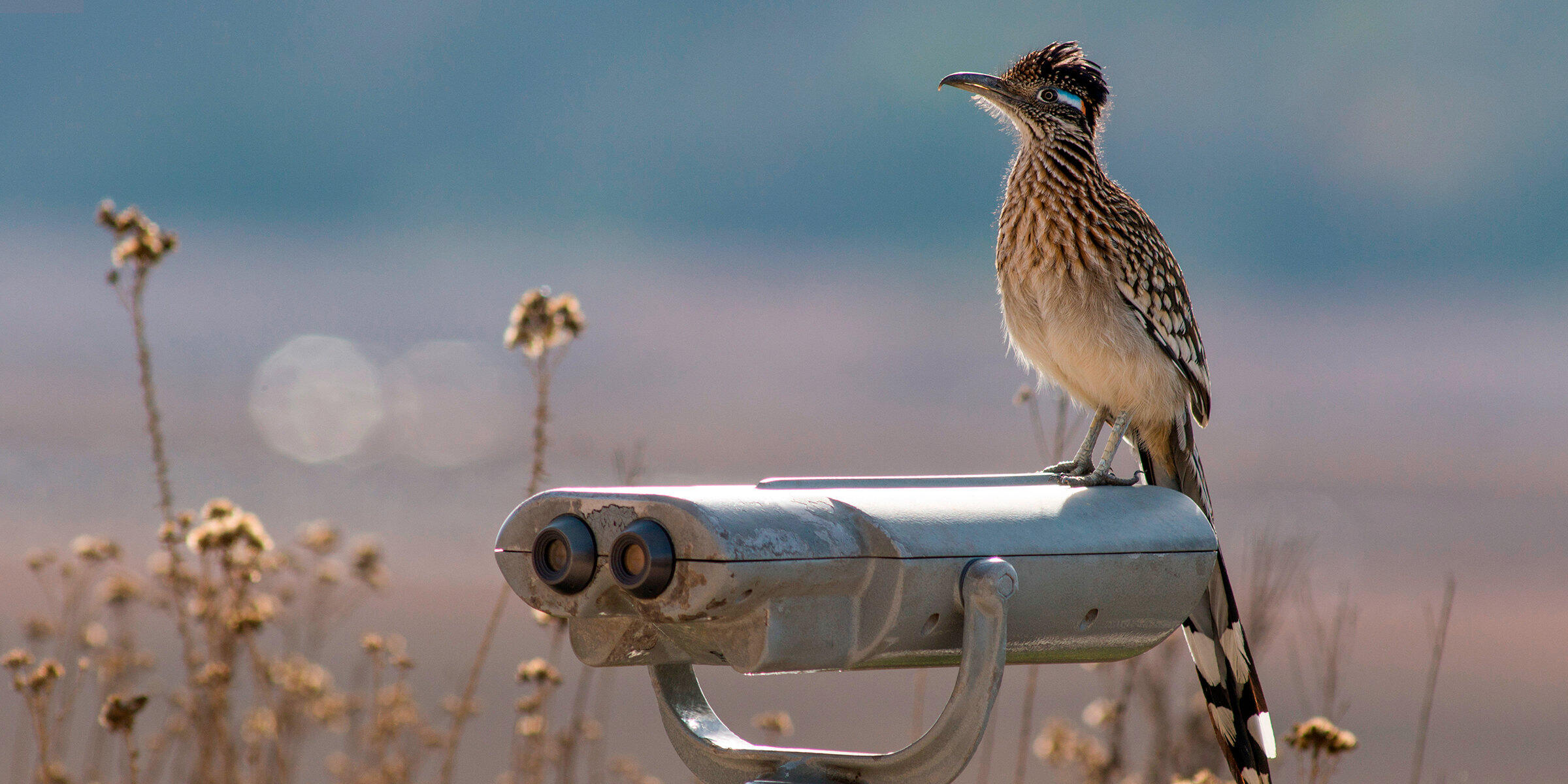 A greater roadrunner stands on top of a tower viewer.