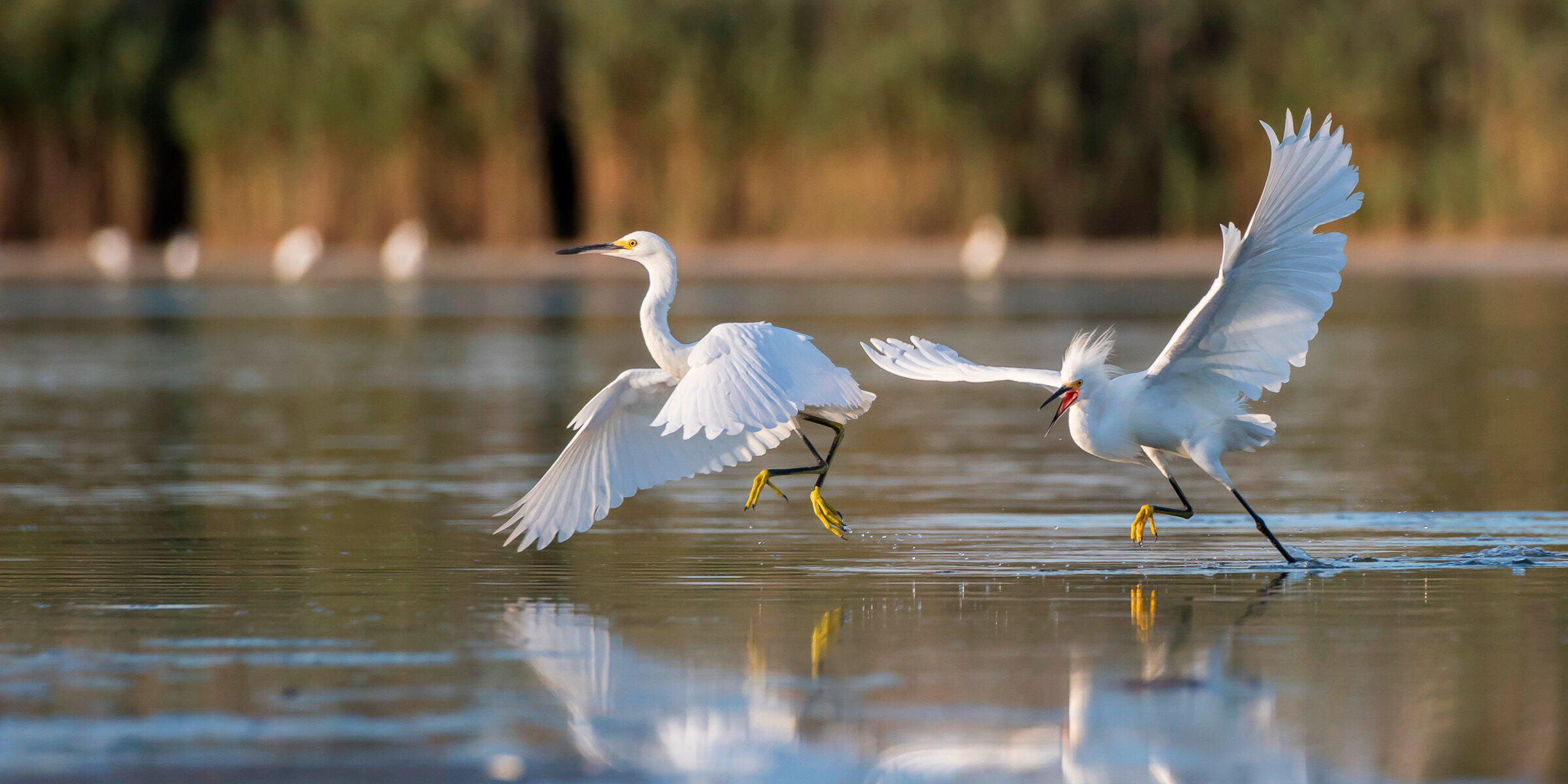 A pair of Snowy Egrets, white wading birds with long legs and necks, take off from a shallow water flat.