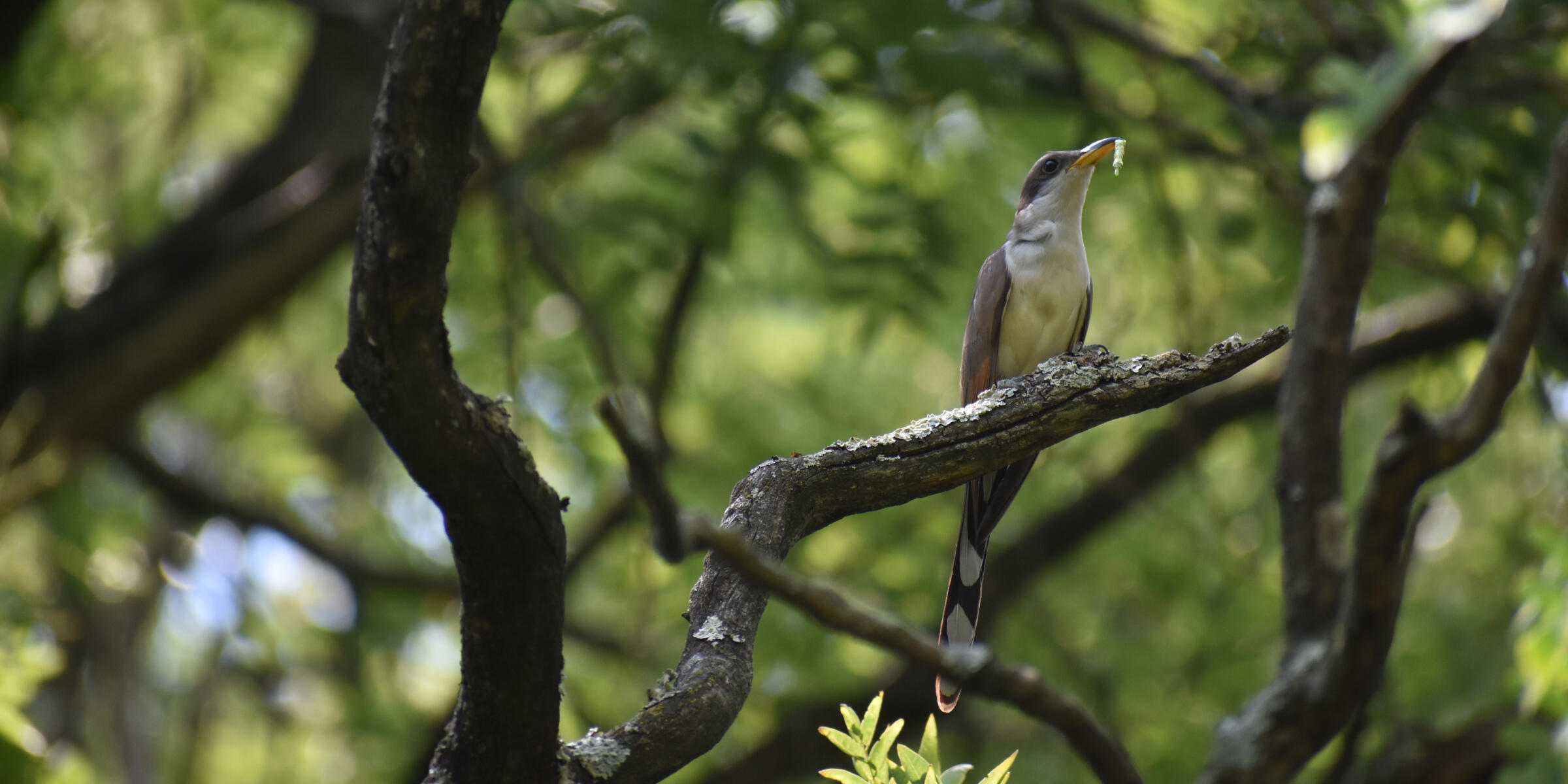 A Yellow-billed Cuckoo perches on a branch with a bug in its beak amidst a lush canopy.