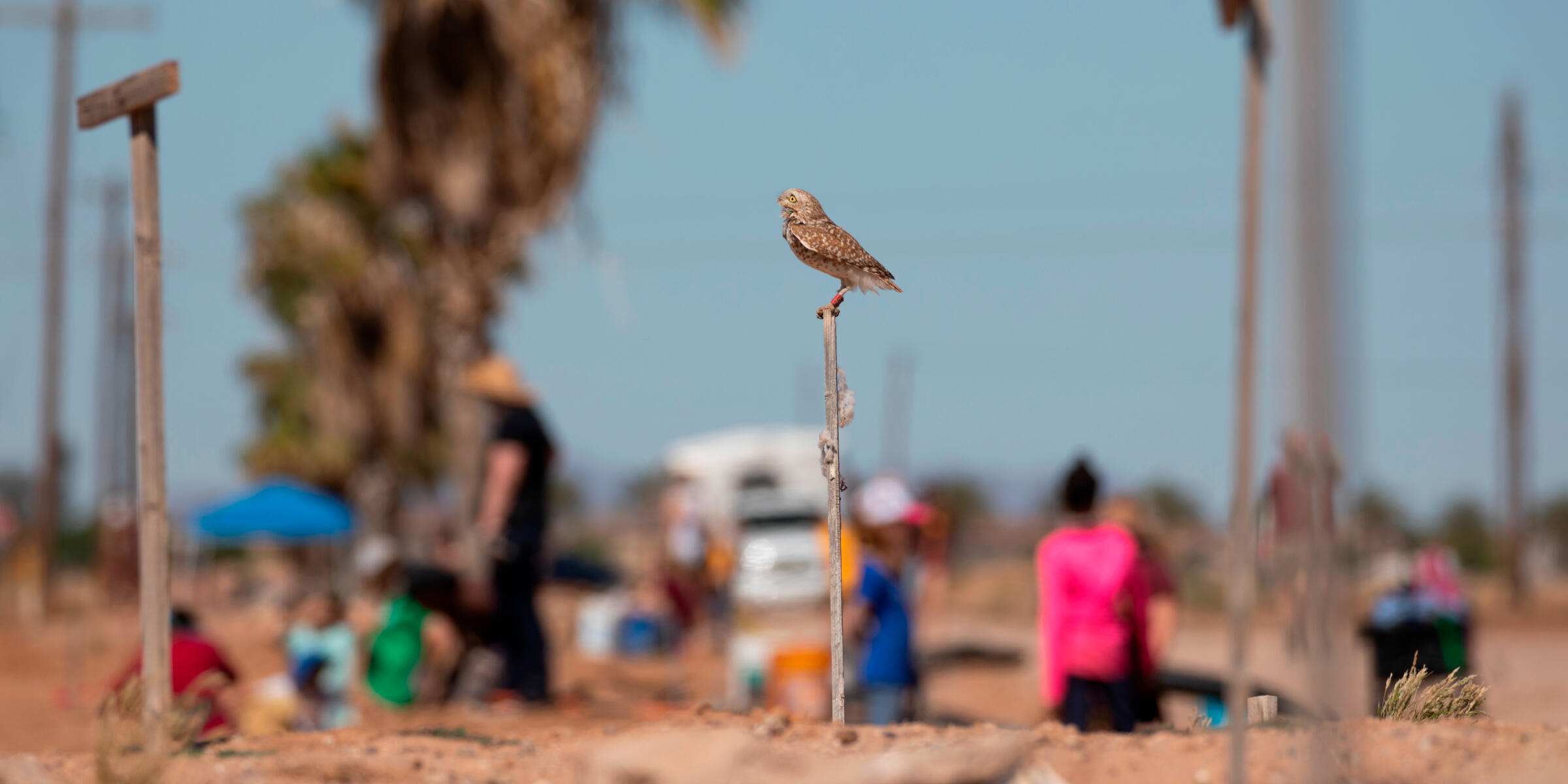 Staff with Audubon, Wild at Heart raptor rescue, and volunteers construct artificial burrows for the native Burrowing Owl population in Arizona.