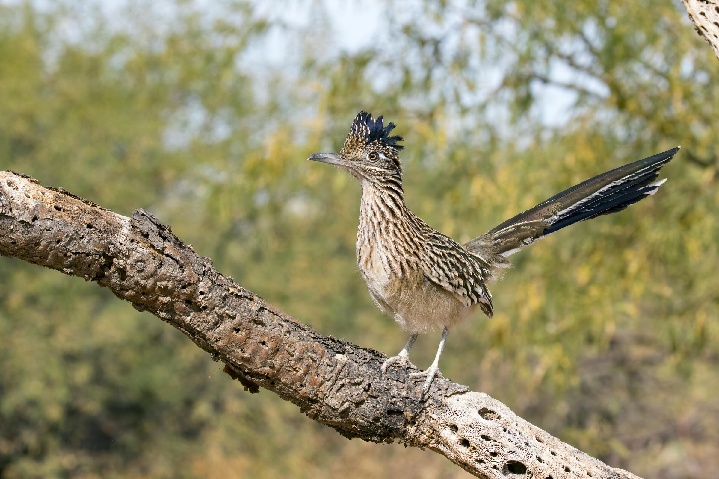 A Greater Roadrunner, a large, long-billed, crested, and heavily striped bird stands on a cholla skeleton with tail held high.