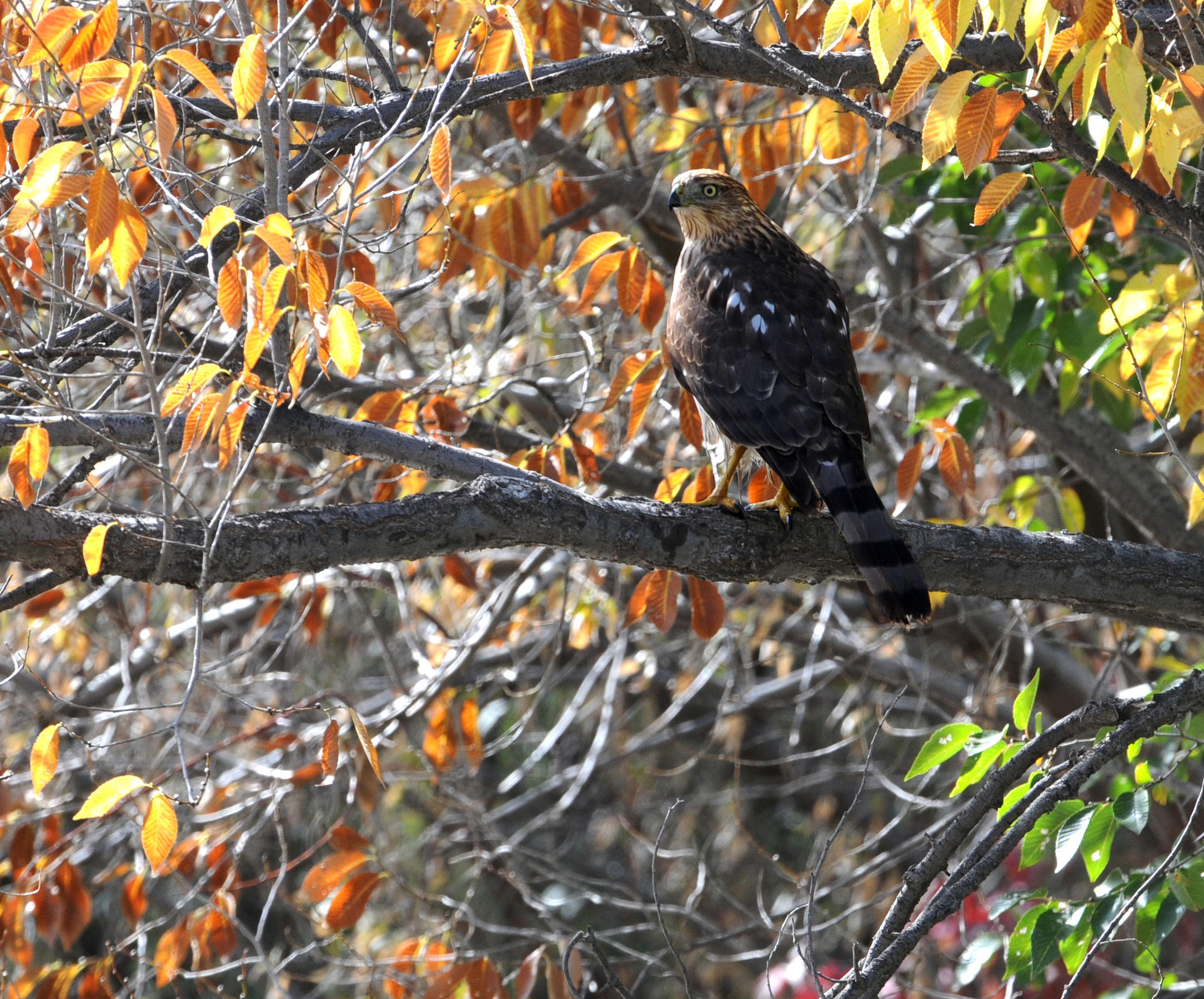 An adult Cooper's Hawk, a long-tailed raptor with a vigilant yellow eye, perches amongst the changing colors of fall foliage.