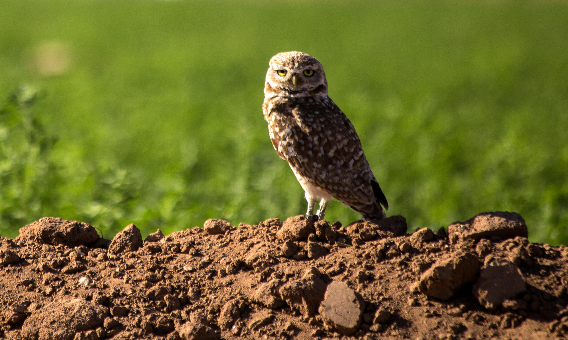 A Burrowing Owl in a field in Phoenix.