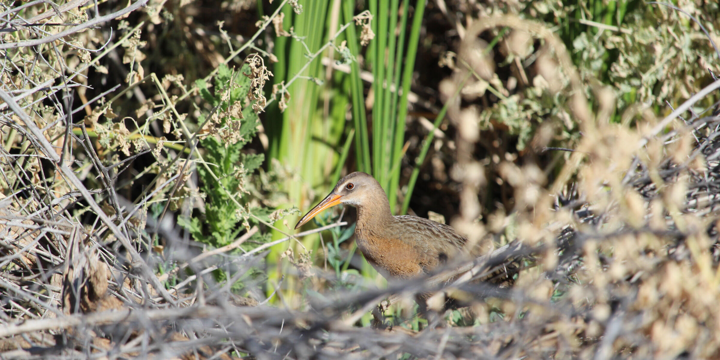A Yuma Ridgway's Rail, a brown marsh bird with a long orange beak, stands partially obscured within dense vegetation.