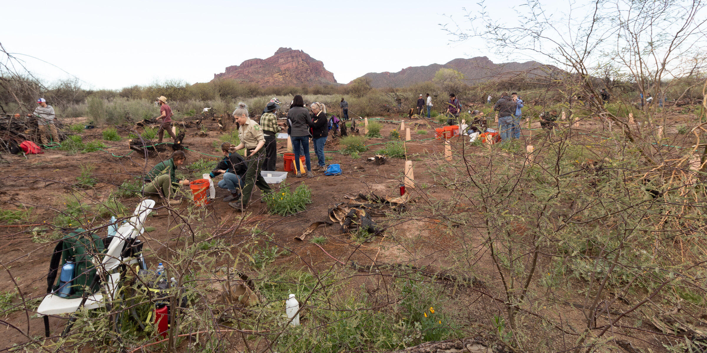 Volunteers conduct plantings along a previously burned stretch of river-adjacent desert.