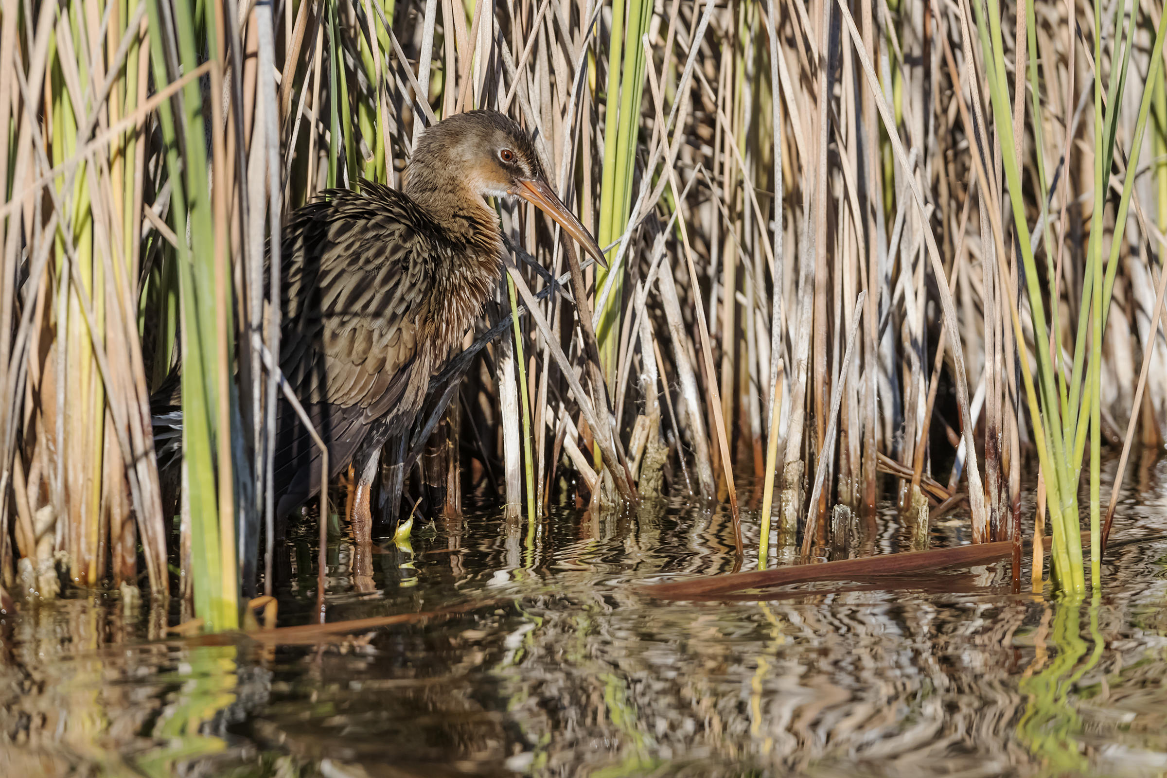 A Yuma Ridgway's Rail, a drab brown bird with long legs and a long bill, lurks along the edge of a stand of cattail.