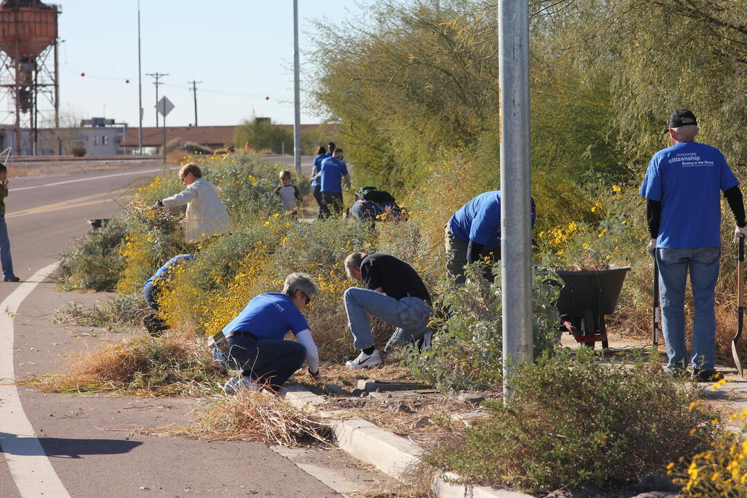 A group of mixed-age volunteers from Boeing's Corporate Citizenship program use hand pruners and wheelbarrows to remove invasive grasses and other weeds from the Rio Salado Audubon Center's parking lot border.