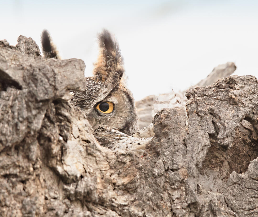 A Great Horned Owl, a large, brown and gray owl with golden eyes and large ear tufts, peers from its roost with only ear tufts and one eye visible.