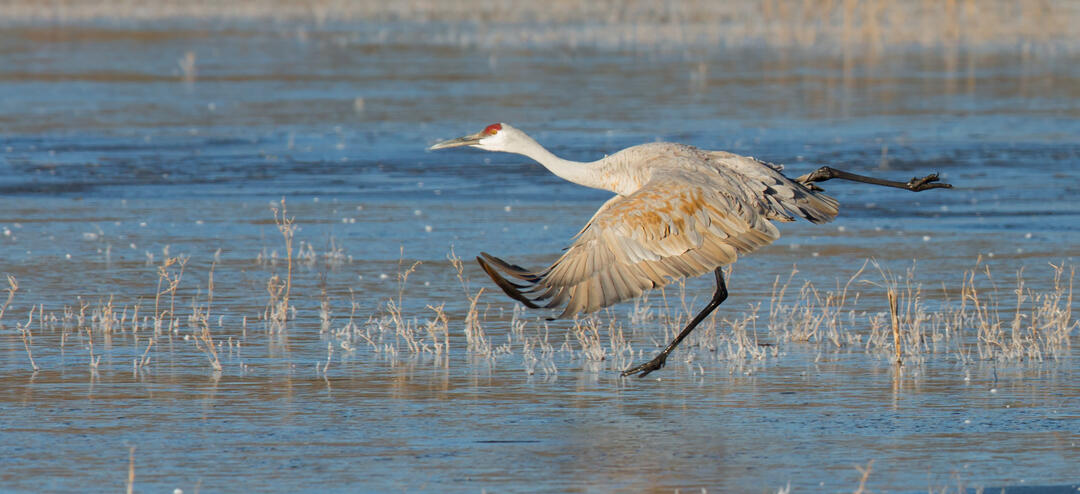 An adult Sandhill Crane, a large, long-legged and long-necked bird with rusty gray plumage and a red cap, runs along shallow water as it takes flight.