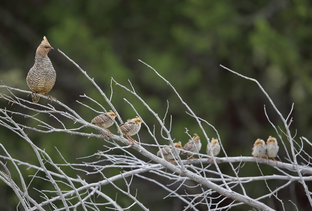 A family of Scaled Quail, one adult female and seven young, perch along a leafless branch.
