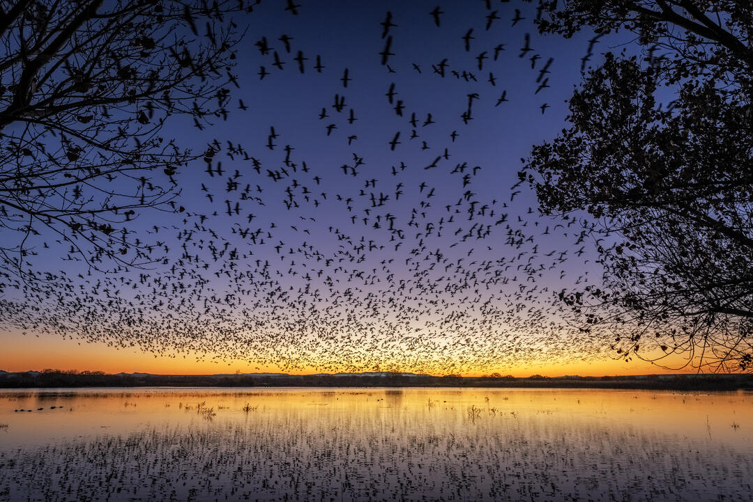 Snow Geese, Bosque Del Apache National Wildlife Refuge, New Mexico